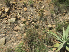 Triraphis andropogonoides