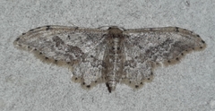 Idaea elata