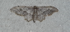 Idaea elata