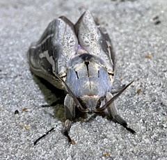 Abantiades hydrographus