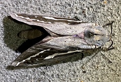 Abantiades hydrographus