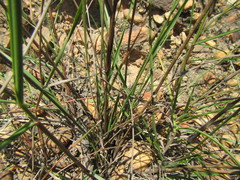 Triraphis andropogonoides