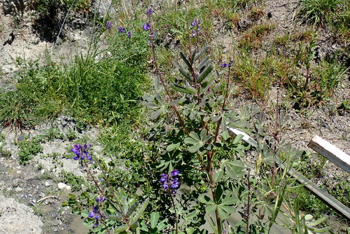 iNaturalist observation photo of lupines