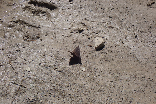 iNaturalist observation photo of Propertius Duskywing