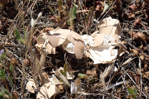 iNaturalist observation photo of Vertebrates