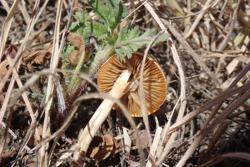 iNaturalist observation photo of Agrocybe