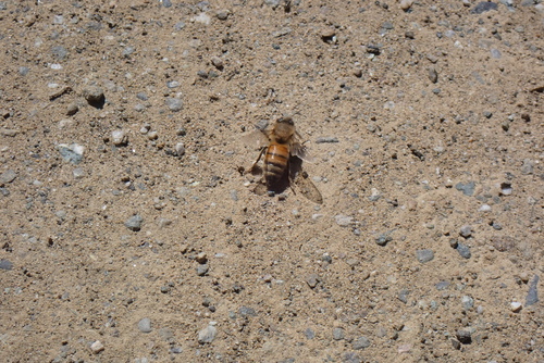 iNaturalist observation photo of Western Honey Bee
