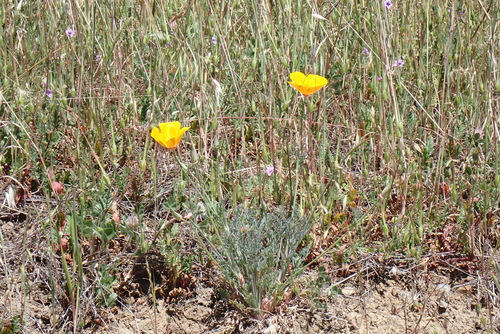 iNaturalist observation photo of California poppy