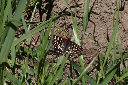 iNaturalist observation photo of Variable Checkerspot