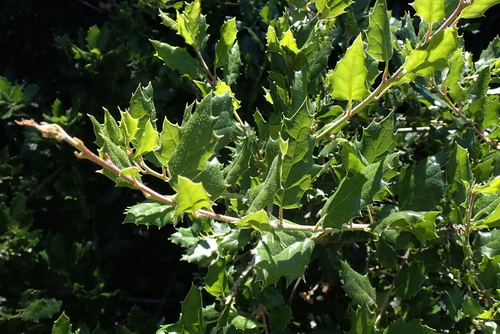 iNaturalist observation photo of oaks