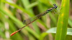 Agriocnemis falcifera