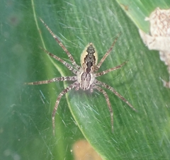 Dendrolycosa