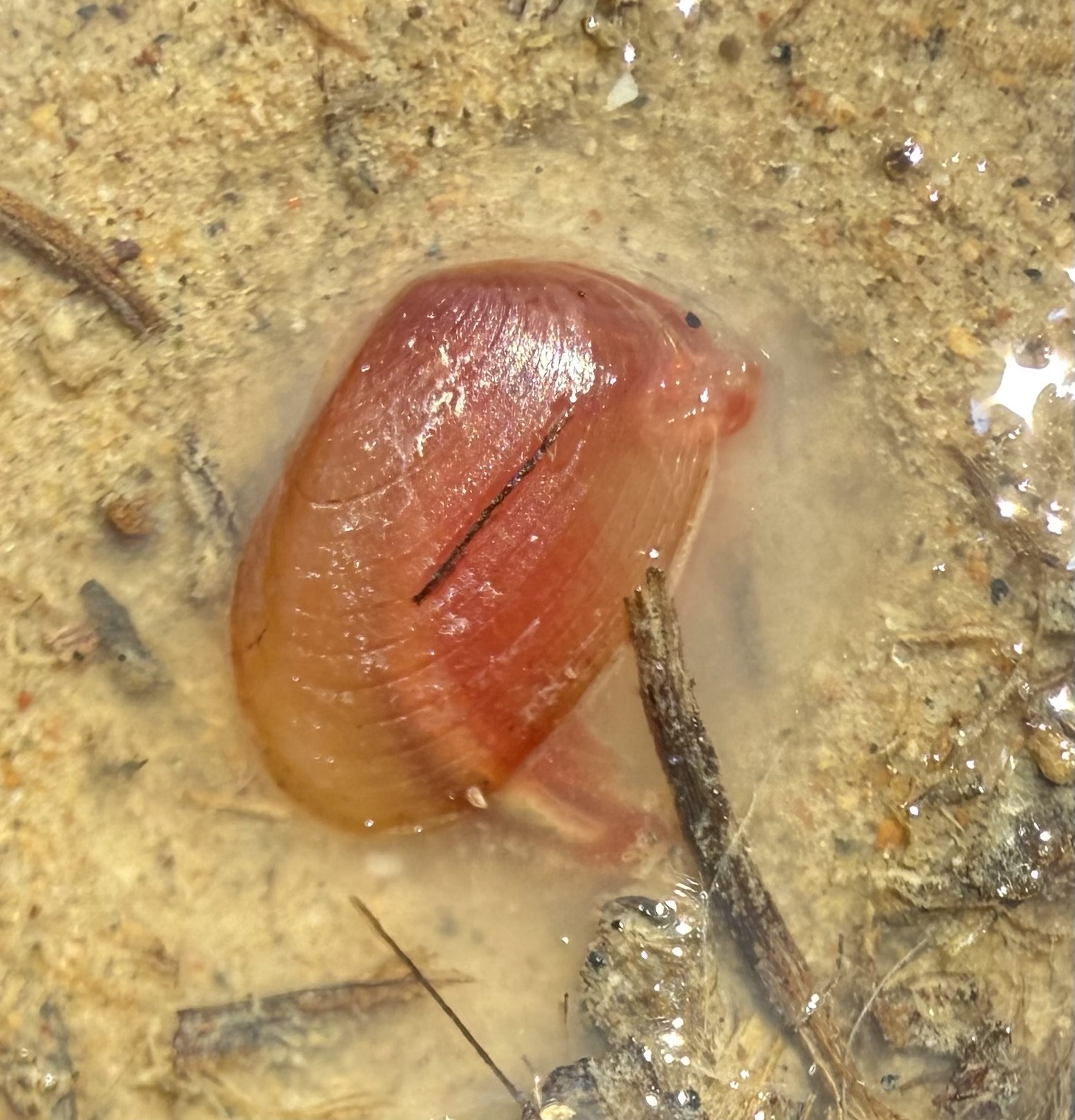 Cyzicus californicus (Packard, 1874)