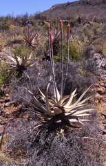 Aloe comosa