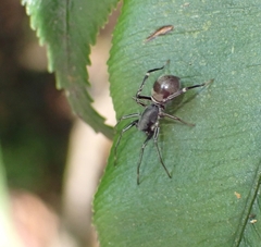 Corinnomma rapax