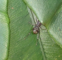 Corinnomma rapax