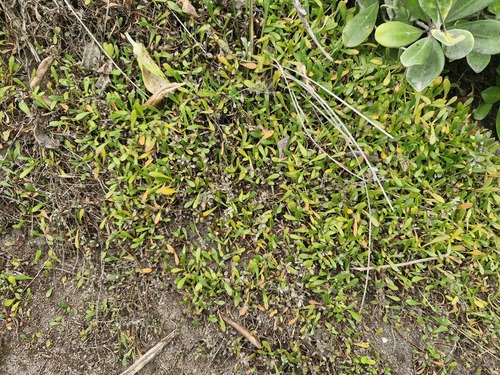 Selliera (Goodenia radicans)