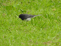 Junco hyemalis cismontanus