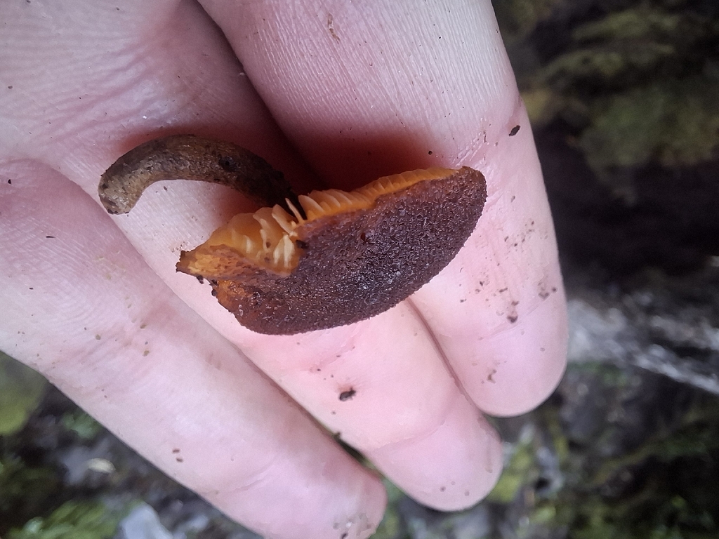Gymnopilus ferruginosus · April 2026 · photo: © armillariabianca (iNaturalist, cc0)