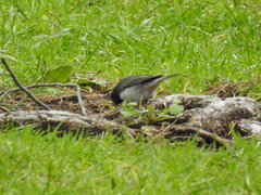 Junco hyemalis cismontanus