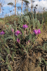 Oxytropis lanata