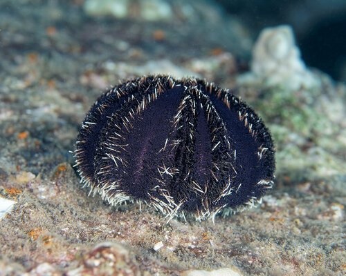 Tripneustes gratilla observed 2026-04-01