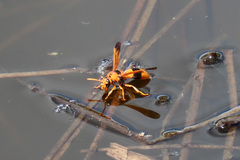 Anterhynchium nigrocinctum