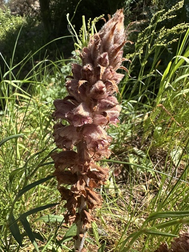 greater broomrape (Orobanche rapum)
