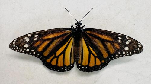 Monarch