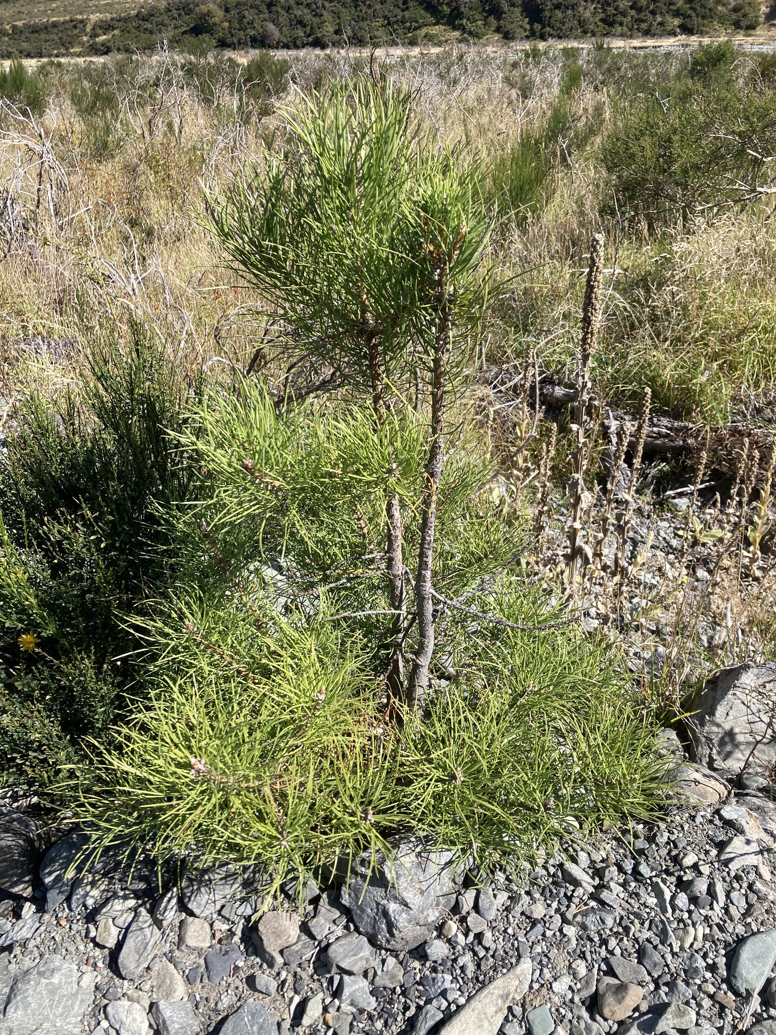 Black Pine (Pinus nigra)