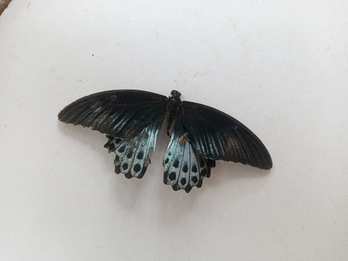 Indian Blue Mormon