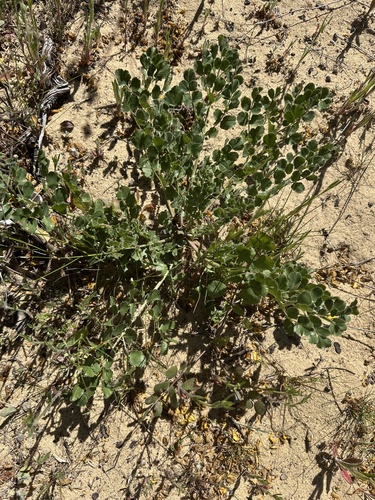 Iberian burnet saxifrage (Pimpinella villosa)