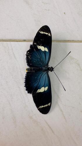 Sara Longwing