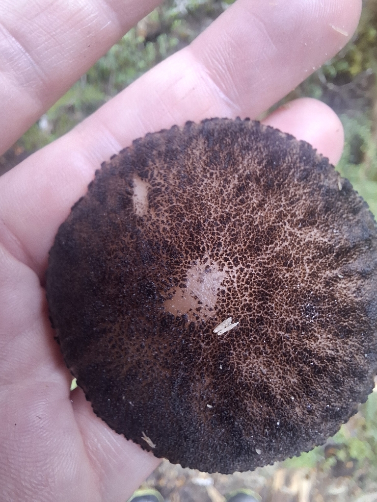 Pluteus perroseus · April 2026 · photo: © armillariabianca (iNaturalist, cc0)