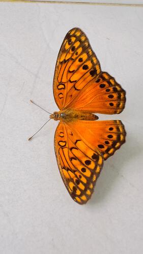 Mexican Fritillary
