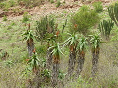 Aloe volkensii