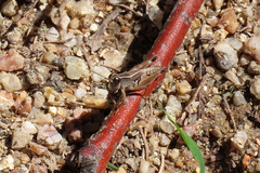 Phaulacridium vittatum