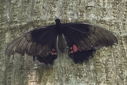 Ruby-spotted Swallowtail