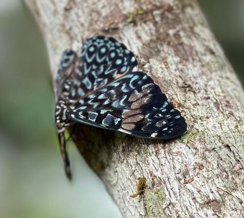 Red Cracker