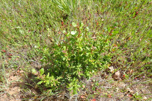 iNaturalist observation photo of coyote brush