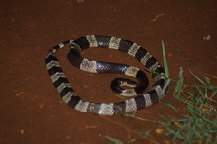 Bungarus candidus