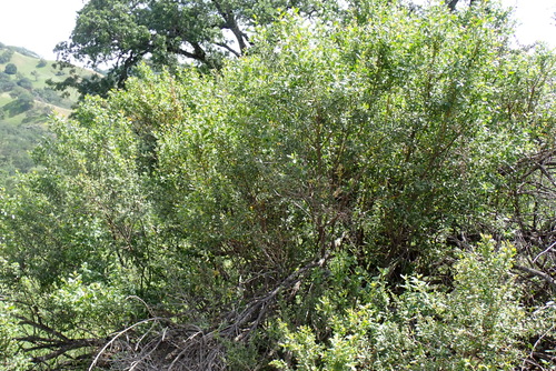 iNaturalist observation photo of coyote brush