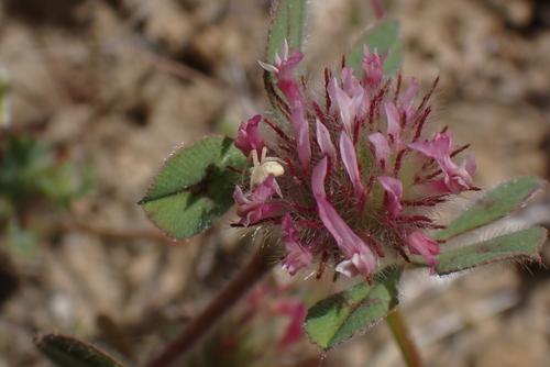 iNaturalist observation photo of Mecaphesa