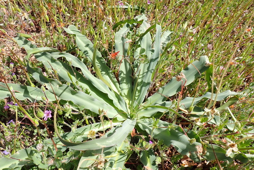 iNaturalist observation photo of wavy-leafed soap plant