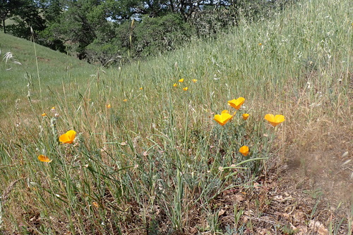 iNaturalist observation photo of California poppy