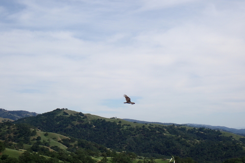 iNaturalist observation photo of Turkey Vulture