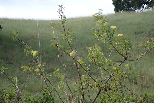 iNaturalist observation photo of Blue Elderberry
