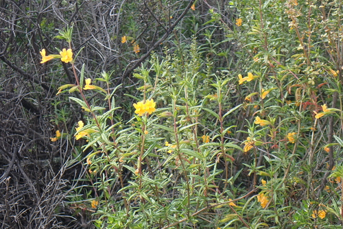 iNaturalist observation photo of orange bush monkeyflower