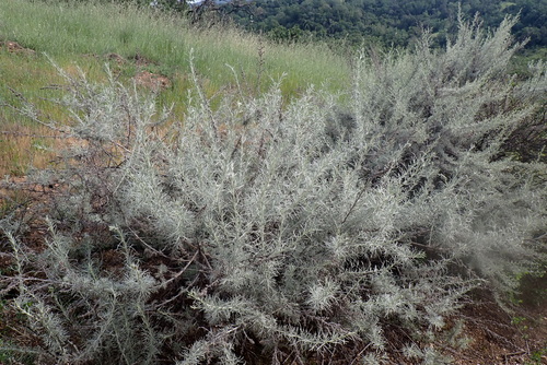 iNaturalist observation photo of California sagebrush