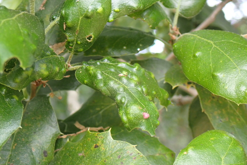 iNaturalist observation photo of Live Oak Erineum Mite